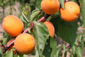 LA FRUTTICOLTURA DEL FUTURO? L’ALBICOCCO. PAROLA DI UNO STUDIO DELL’UNIVERSITÀ DI BOLOGNA, CHE CONFRONTA LA COMPETITIVITÀ ECONOMICA DI QUESTO ALBERO DA FRUTTO IN ALCUNE REGIONI ITALIANE, FRANCESI, SPAGNOLE E GRECHE: BUONA LA PERFORMANCE ITALIANA