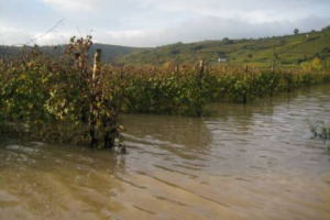 MALTEMPO - 500 ETTARI DI VIGNETO DI SOAVE COLPITI DALL&rsquo;ALLUVIONE: L&rsquo;ACQUA HA SOMMERSO QUASI COMPLETAMENTE I VIGNETI. CIA-CONFEDERAZIONE ITALIANA AGRICOLTORI: &ldquo;NON SOLO IN VENETO, LA SITUAZIONE E&rsquo; PREOCCUPANTE ANCHE IN CALABRIA, TOSCANA E BASILICATA&rdquo;
