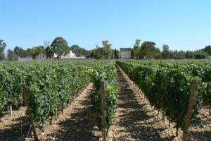 LA PUGLIA &Egrave; UNA DELLE REGIONI VINICOLE DEL MOMENTO, E I GRANDI NOMI DEL VINO ITALIANO SE NE SONO ACCORTI DA TEMPO. COME ZONIN, CHE IN OTTOBRE SCHIUDER&Agrave; I CANCELLI DI &ldquo;MASSERIA ALTEMURA&rdquo;. A WINENEWS IL VICEPRESIDENTE DEL GRUPPO, DOMENICO ZONIN