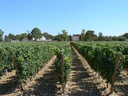 Masseria e vigneti in Puglia