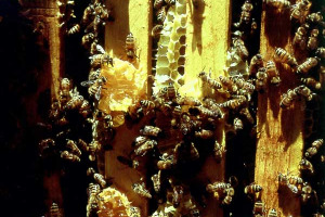 LA FARMACIA DI API E FORMICHE