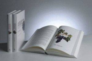 ECCO “L’AMPELOGRAFIA UNIVERSALE ILLUSTRATA” TRE VOLUMI DEDICATI ALLA SCOPERTA DEI VITIGNI ITALIANI E DEL MONDO. L’OPERA DI ANNA SCHNEIDER, GIUSI MAINARDI E STEFANO RAIMONDI RACCOGLIE LE TAVOLE DI COLLEZIONI STORICHE ITALIANE E STRANIERE