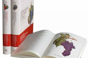 DAL CABERNET FRANC AL MUSCAT D&rsquo;ALEXANDRIE, CULTIVAR E VITIGNI DEL MONDO PROTAGONISTI IN &ldquo;L&rsquo;AMPELOGRAFIA UNIVERSALE STORICA ILLUSTRATA&rdquo;: 551 TAVOLE A COLORI PER UNA PANORAMICA A 360&deg;. AL LIBRO E&rsquo; ANDATO IL &ldquo;GOURMAND AWARDS 2012&rdquo;