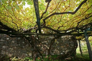 DEGUSTAZIONE DA SOGNO NEI GIARDINI DELLA PRINCIPESSA SISSI A MERANO: A CASTEL KATZENZUNGEN, SI PU&Oacute; VISITARE LA VITE PI&Uacute; ANTICA DEL MONDO E IL SUO PREZIOSO VINO, PRODOTTO IN SOLE 400 BOTTIGLIE