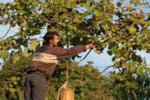 SCOPRIRE COME SI VINIFICAVA &ldquo;AI TEMPI DI NO&Egrave;&rdquo;. IL &ldquo;FESTIVAL INTERNAZIONALE UVA E VINO&rdquo; DI ARBOIS (FRANCIA) PREMIA IL LUNGOMETRAGGIO &ldquo;ARCH&Egrave;VITIS&rdquo; DI NEREO PEDERZOLLI SULLA STORIA DEL VITIGNO MARZEMINO E SULLE SUE ANTICHE TECNICHE DI VINIFICAZIONE