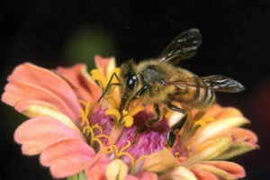 APITALIA: NON MANGEREMO PIU’ MIELE ... SE LE API CONTINUERANNO A SCOMPARIRE