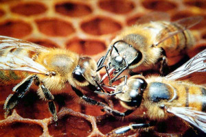 Dna, marcatori e api: ecco le nuove frontiere della lotta contro le frodi agroalimentari che permettono di verificare se il prodotto è veramente made in Italy e rispetta i disciplinari previsti dalla legge, illustrate dal Corpo Forestale