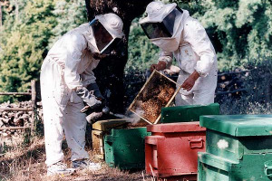 LA RIVOLTA DEGLI ALVEARI: GLI APICOLTORI "PORTEREMO LE API A BRUXELLES...". L'UNIONE EUROPEA, DOPO 4 ANNI, NON HA ANCORA DATO AL MIELE VERGINE INTEGRALE ITALIANO L'ATTESTAZIONE DI "SPECIALITA' TRADIZIONALE GARANTITA"