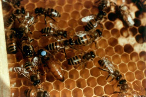 2 MILIONI DI API UCCISE, ED UN’AZIENDA IN GINOCCHIO: È IL BILANCIO DEL BLITZ CHE LA SCORSA NOTTE HA SCONVOLTO “LA MIELERIA”, AZIENDA APISTICA NEL COMUNE DI ORVIETO. DANNI PER DECINE DI MIGLIAIA DI EURO, PER UN GESTO SENZA MOTIVAZIONI APPARENTI