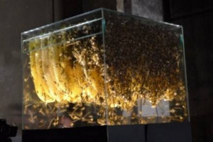 IL “GRIDO” DI 50.000 API RACCHIUSE IN UN ARNIA DI CRISTALLO, AMPLIFICATO DA MICROFONI, CHE DIVENTA L’URLO DI DOLORE DI UNA SPECIE FONDAMENTALE PER L’ECOSISTEMA MA COSTANTEMENTE MINACCIATA: ECCO “UN’ESTINZIONE IN LA MAGGIORE”, A FIRENZE