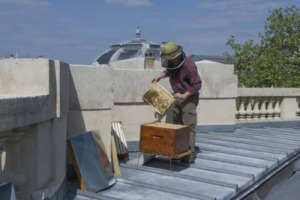 Dalla prima mostra dedicata agli alveari urbani agli aperitivi con il miele, dal “Bee Day” per i bambini al primo alveare solare: è lo “sciame urbano” di eventi dedicati alle api in città che invaderà Milano con “Green Island 2015” (aprile-giugno)