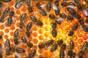 API & PESTICIDI: UN RAPPORTO EUROPEO DI GREENPEACE, IL PIÙ VASTO MAI REALIZZATO, HA TROVATO 53 SOSTANZE IN 72 CAMPIONI DI POLLINE SU 107 TOTALI DA 12 PAESI. L’ITALIA? HA LA GAMMA PIÙ AMPIA. VICINO AI VIGNETI. PANELLA: “MODELLO AGRICOLO DEVE CAMBIARE”