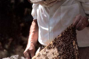 NEL MIELE IN VENDITA NELL’UE NON È NECESSARIO INDICARE IN ETICHETTA LA PRESENZA DI POLLINE CONTAMINATO OGM. COLDIRETTI: “RISCHIO CONTAMINAZIONE”. PANELLA (UNAAPI): “QUESTIONE PIÙ AMPIA, COLTURE OGM E NO OGM VISITATE DALLE API NON POSSONO COESISTERE”