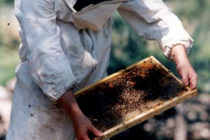 “Oltre 60 le segnalazioni di avvelenamento di apiari nella primavera 2014 con conseguente flessione della produzione (-50%) per miele di acacia, castagno, agrumi, mille fiori e aumento di prezzo tra 20-30%”. A dirlo Legacoop, Conapi e Unaapi