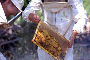 “Inserire le api come “termometro” di sostenibilità nella nuova Pac”: così a WineNews, Francesco Panella (Unaapi). “C’è un accanimento chimico in agricoltura solo in parte per clima avverso: è il segnale che arriva dalle api, che continuano a morire”