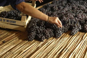 I CAPISALDI DEL &ldquo;GRANDE&rdquo; AMARONE? FILIERA, VIGNETO, APPASSIMENTO. LE CIFRE DEL &ldquo;FENOMENO&rdquo; NEL MONDO (CULT NEGLI USA). ACCORDINI: &ldquo;AMARONI 2008 DI PREGIO. LE 6 VALLATE DELLA VALPOLICELLA&rdquo;. LE MIGLIORI CANTINE IN &ldquo;ANTEPRIMA&rdquo;. IL RICORDO DI QUINTARELLI