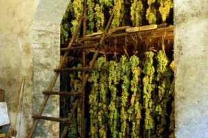 VINI: LE DIVERSE TIPOLOGIE E TECNICHE DI PRODUZIONE