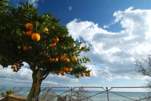 SE IN ESTATE LE PESCHE HANNO SPOPOLATO SULLE COSTE DI TUTTA ITALIA, QUEST’INVERNO SARANNO GLI AGRUMI AD ANDARE INCONTRO AI CONSUMATORI, QUESTA VOLTA, NEGLI STADI DI TUTTA ITALIA, CON “AGRUMI NEGLI STADI”. BY MINISTERO DELLE POLITICHE AGRICOLE
