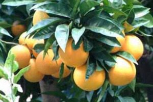 4 CENTESIMI: ECCO IL VALORE DELLE ARANCE IN UNA BOTTIGLIA DI ARANCIATA. E 7 CENTESIMI AL CHILO IL PREZZO DEGLI AGRUMI RICONOSCIUTO AGLI AGRICOLTORI. AD UN ANNO DAI FATTI DI ROSARNO, LO RICORDA LA COLDIRETTI CALABRIA ...