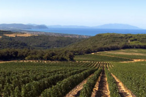 UN PROGETTO CHE METTE INSIEME CORRADO E MARCELLO FRATINI E PIERO ANTINORI: NEL CUORE DI BOLGHERI PRENDE SEMPRE PIU' FORMA LA TENUTA ARGENTIERA CHE CONIUGA GRANDI VINI, ESCLUSIVO WINE RESORT E UN ATTENTO PROGETTO DI VALORIZZAZIONE AMBIENTALE