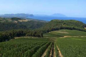 La costa toscana, il prestigio dei vini di Bolgheri ed una delle tenute pi&ugrave; belle di Toscana, 75 ettari di vigne a perdita d&rsquo;occhio verso il mare: la maggioranza di Tenuta Argentiera acquistata da giovane imprenditore austriaco (rumors WineNews)