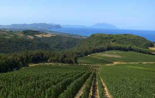 La Tenuta Argentiera, a Bolgheri, acquistata da giovane imprenditore austriaco