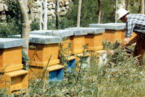 IL MIELE NEI SECOLI: ALIMENTO DAI POTERI MIRACOLOSI