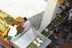 VINITALY 2012 - LE CANTINE CHIEDONO CREDITO MA LE BANCHE ASSICURANO, STATE ANDANDO BENE, PER IL MONDO DEL VINO IL SEMAFORO E&rsquo; VERDE. MODIANO (NOMISMA) &ldquo;SMETTERE DI PENSARE AL MONDO DEL VINO COME AD UN SETTORE ECCENTRICO&rdquo;