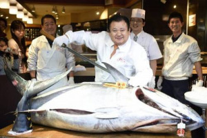 L’uomo del tonno in Giappone è Kiyoshi Kimura che, per il quarto anno consecutivo, ha fatto l’offerta migliore nella tradizionale asta del mercato ittico di Tokyo, il più grande al mondo, aggiudicandosi un esemplare di 180 chili per 31.000 euro