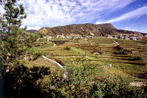 IN TRENTINO LA RASSEGNA INTERNAZIONALE DEL MULLER THURGAU, IL MIGLIOR VITIGNO PER LA VITICOLTURA D’ALTA QUOTA