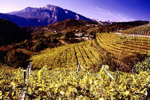 &ldquo;Athesim Flumen&rdquo; M&uuml;ller Thurgau Trentino Doc 2013 di Cantina Aldeno e il M&uuml;ller Thurgau Alto Adige Valle Isarco Doc 2013 di Pacherhof, ecco le 2 Medaglie d&rsquo;Oro del &ldquo;Concorso Enologico Internazionale&rdquo; n.11 di Cembra