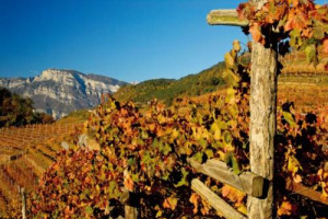 Oiv: il vigneto mondiale nel 2015 a 7,5 milioni di ettari (-28.000 sul 2014), con la Spagna a 1,021 milioni di ettari. La produzione enoica 2016, invece, toccher&agrave; i 259 milioni di ettolitri, con l&rsquo;Italia al top a quota 48,8 milioni di ettolitri