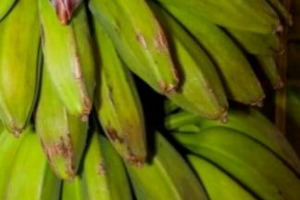 FINISCE “LA GUERRA DELLE BANANE”: FIRMATO ACCORDO FRA UE E PAESI LATINO AMERICANI CHE PONE FINE A VENTI ANNI DI CONFLITTO COMMERCIALE SULLE BANANE. IL DIRETTORE GENERALE DELL’ORGANIZZAZIONE MONDIALE DEL COMMERCIO (WTO) PASCAL LAMY: “MOMENTO STORICO”
