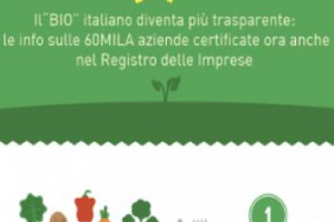 Crescono le aziende Bio, secondo i dati Unioncamere sono oggi 60.000, di cui il 55,8% al Mezzogiorno, il 23,4% al Nord e il 20,8% nel Centro Italia. L’aumento di certificazioni è il simbolo della svolta green di gran parte dei consumatori