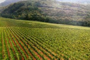 Biologico: vale 4,3 miliardi di euro al 2015, +15% sul mercato interno e +16% nell’export. L’Alleanza delle Cooperative apprezza il nuovo disegno di legge e punta a rafforzare la filiera per trasferire in modo efficace il valore aggiunto del bio