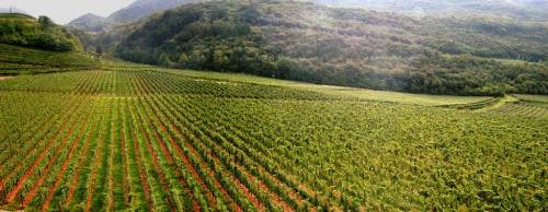 Vale oltre 4 miliardi di euro il biologico in Italia, e bene il nuovo testo unico in materia in Parlamento secondo Alleanza delle Cooperative Agroalimentari