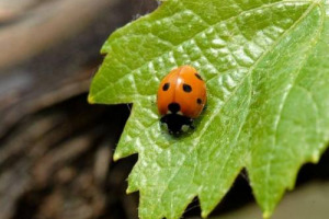 Si rinnova l&rsquo;accordo tra FederBio e WWF: obiettivo 40% di superfici agricole bio nel 2030