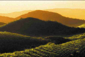 IL DISTRETTO DEL PROSECCO DI VALDOBBIADENE E CONEGLIANO SI CONFERMA IN SALUTE. IL SEGRETO DEL SUCCESSO? EQUILIBRATO RAPPORTO QUALITÀ-PREZZO. IL PROSECCO GUARDA AL FUTURO. PRESTO AL VIA LA “PRIMAVERA”. IL PROSECCO? BOLLICINE DELLE STAR USA