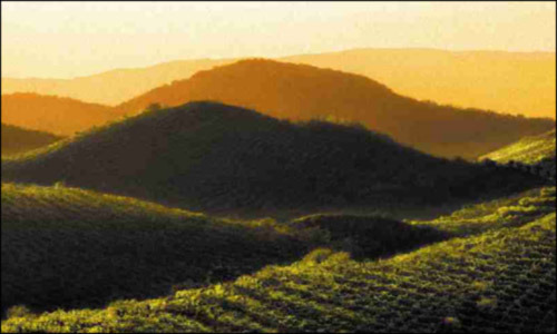 Vigneti di Valdobbiadene