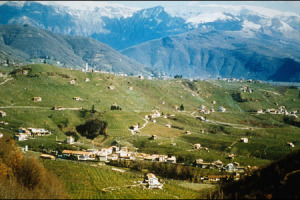 IL PROSECCO CONQUISTA GLI AMERICANI: INTERESSE CRESCENTE PER LE "BOLLICINE" DI VALDOBBIADENE
