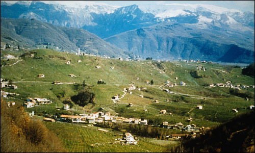 Una bella immagine di vigneti di Prosecco