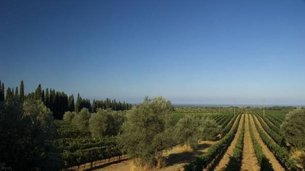 Sta bene il vigneto Italia in vista della vendemmia 2013
