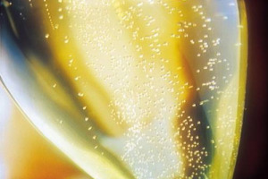 LA GUERRA ITALIANA DEL PROSECCO: IL PIEMONTE CONTRO L’ISTITUZIONE DELLA DOC PER IL PROSECCO DEL VENETO E FRIULI. L’ODG TRASVERSALE PIEMONTESE SPIEGA: “IL PROSECCO È PRODOTTO NAZIONALE. LE NOSTRE AZIENDE PRODUCONO 20 MILIONI DI BOTTIGLIE ALL’ANNO”