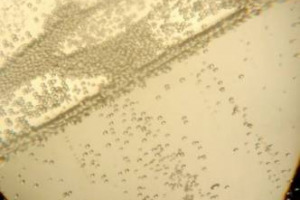 LO SPUMANTE ITALIANO VOLA ALL&rsquo;ESTERO, CON LE BOLLICINE DEL BELPAESE SEMPRE PI&Ugrave; APPREZZATE DALLA DIVERSE CUCINE DEL MONDO. E L&rsquo;EXPORT CONTINUA A CRESCERE: +18% IN VOLUME E +4% IN VALORE. LO DICE L&rsquo;OSSERVATORIO ECONOMICO MERCATI&CONSUMI