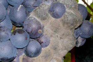 Annata difficile: dopo la peronospora, ora c&rsquo;&egrave; la botrite, si spera nel sole. Oltre 1.000 millimetri di pioggia caduti nei primi 7 mesi del 2014 hanno sviluppato i funghi nemici delle uve. Lo dice la Fondazione Edmund Mach di San Michele all&rsquo;Adige