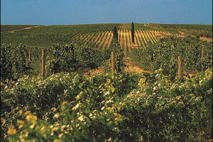 NEL 2007 IN ITALIA IL PREZZO DELLA TERRA E’ TORNATO A CRESCERE: LO DICE L’INDAGINE DI INEA SULL’ANDAMENTO DEL MERCATO FONDIARIO. LE QUOTAZIONI MIGLIORI? MONTALCINO, VALDOBBIADENE, CALDARO, TRENTO, FRANCIACORTA, CHIANTI CLASSICO