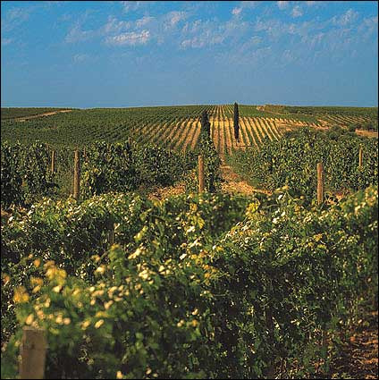 Il caldo e la siccità stanno mettendo in difficoltà l’agricoltura d’Italia