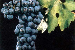 I PIU' FAMOSI VITIGNI INTERNAZIONALI