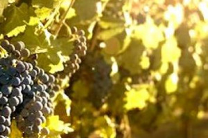 MA CHE CALDO FA! E IL VIGNETO? A RISCHIO ... LO DICONO NUOVI STUDI AUSTRALIANI E CALIFORNIANI. IL RISCALDAMENTO DEL PIANETA NON METTEREBBE A DURA PROVA SOLO LA QUALIT&Agrave; DEI VINI, MA ANCHE LA VITA DELLE VIGNE IN TANTI TERRITORI DEL MONDO ...