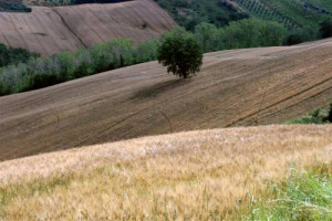 Aumentano i furti nelle campagne, Coldiretti stima i danni a 300 milioni di euro in un anno. Nel mirino del ladri bestiame, frutta e verdura, ma anche macchinari, arnie e vivai: gli agricoltori, in ginocchio, cercano soluzioni nella tecnologia